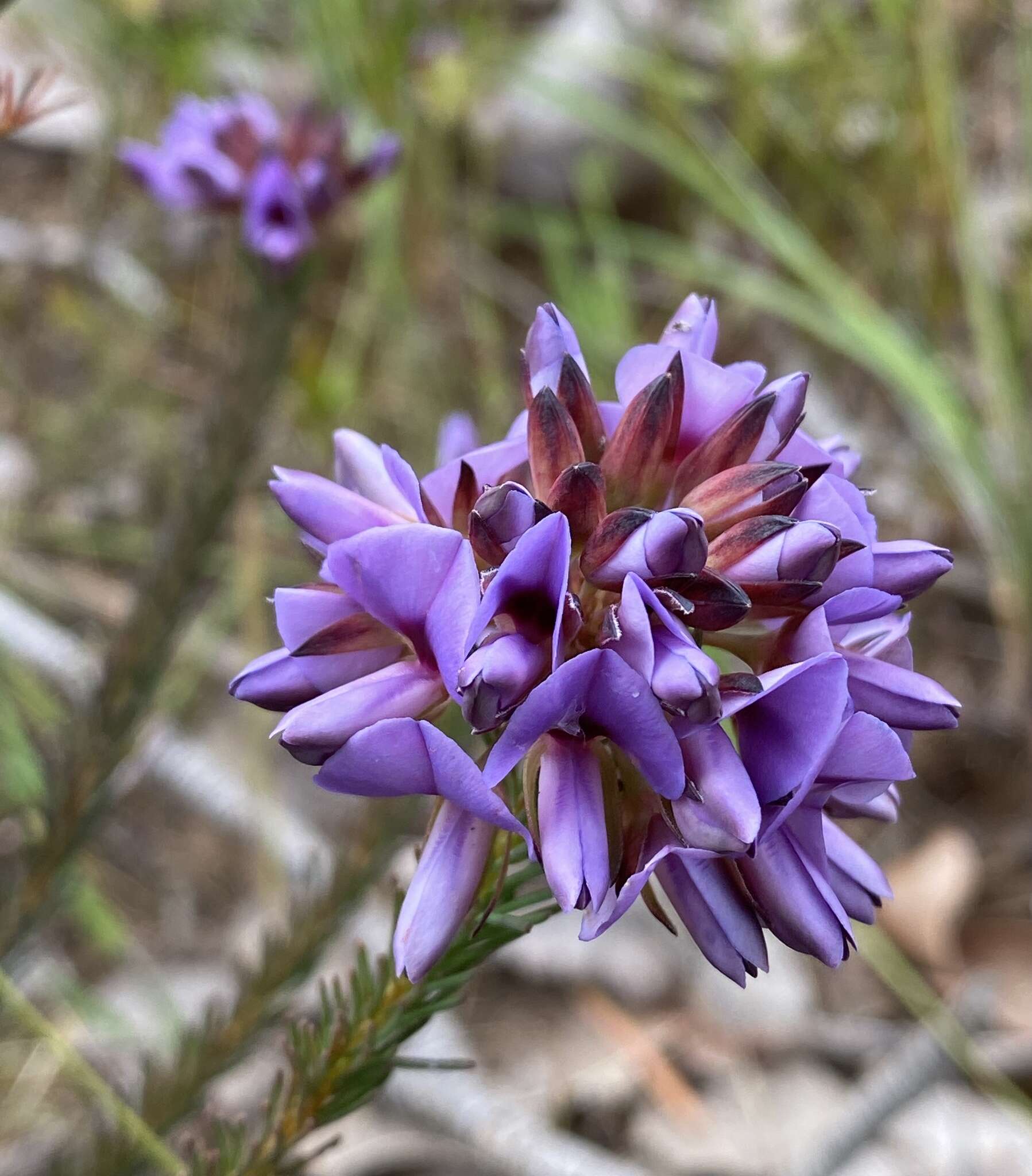 Image of Gompholobium confertum (DC.) Crisp