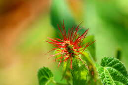 Imagem de Acalypha brachiata Krauss