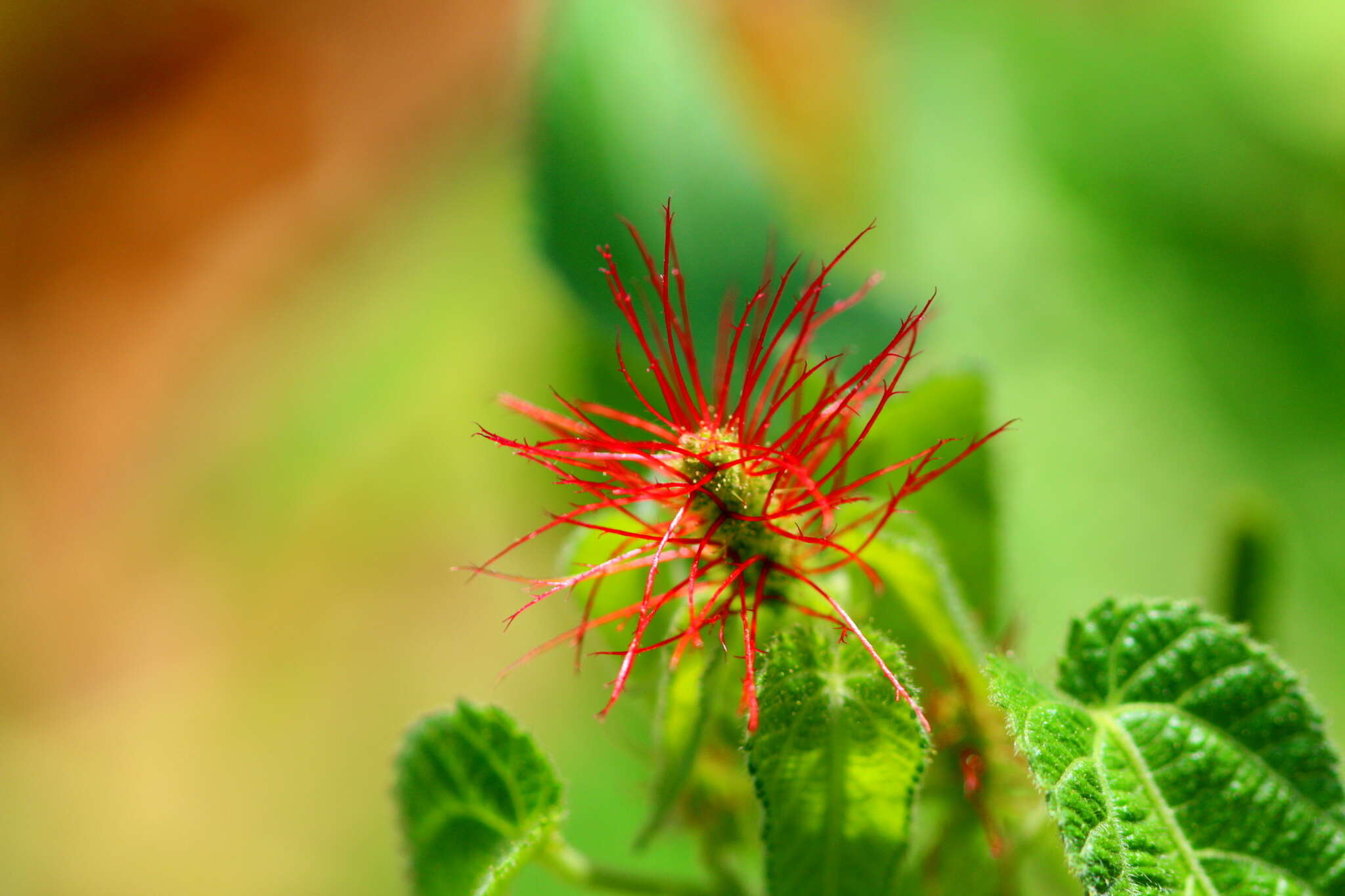 Imagem de Acalypha brachiata Krauss