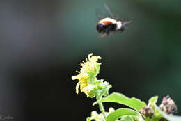 Image of Bombus ephippiatus Say 1837