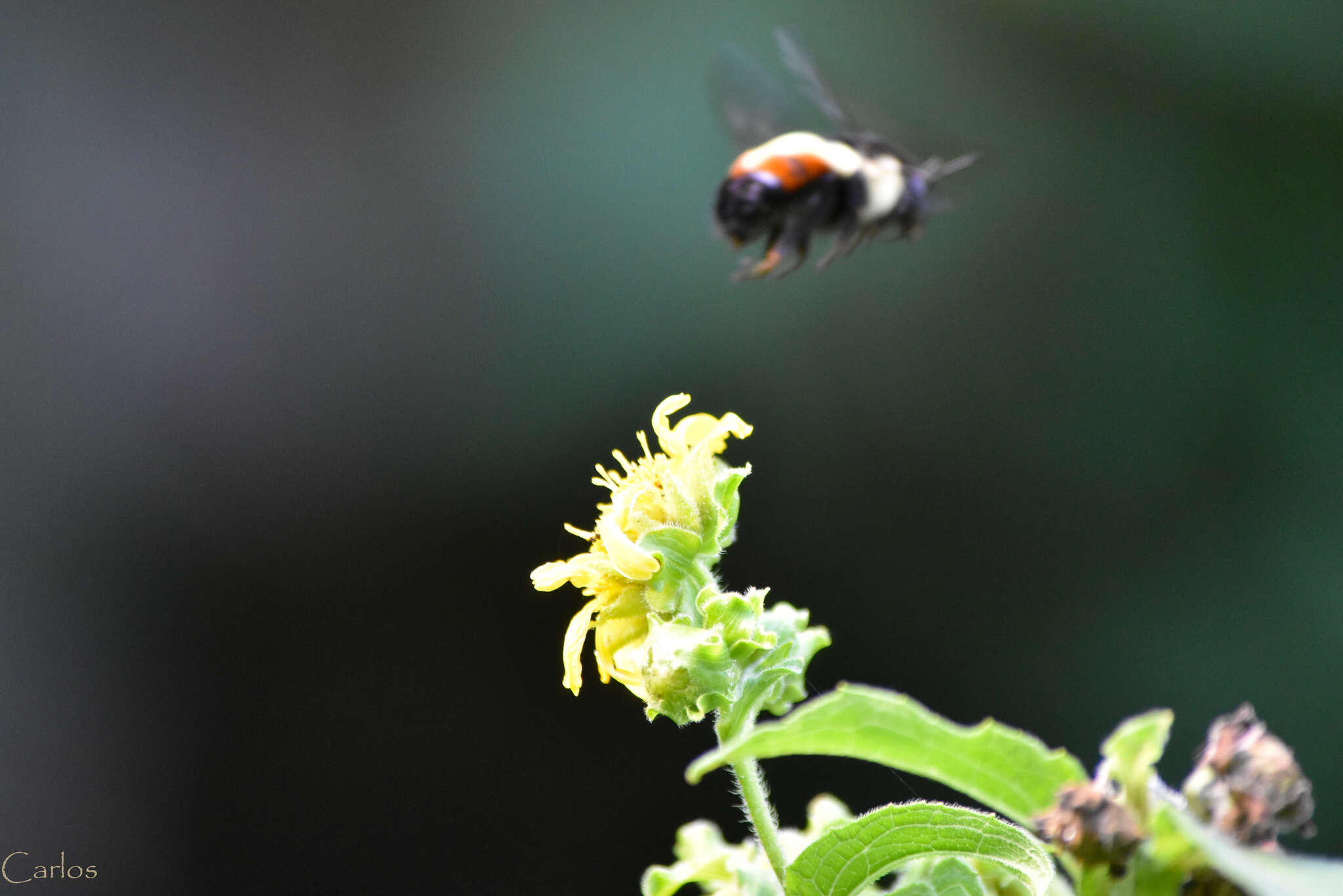 Bombus ephippiatus Say 1837 resmi