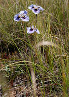 Image of Moraea villosa subsp. villosa