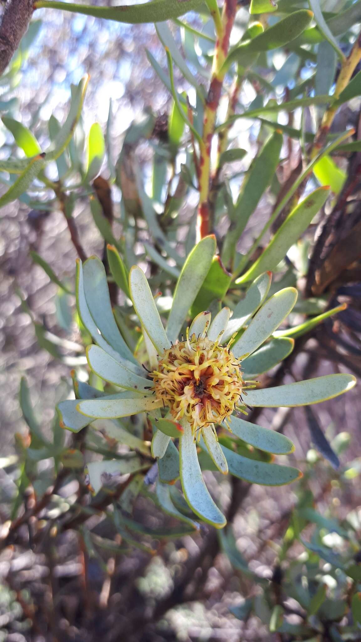 Image of Leucadendron sheilae I. J. M. Williams