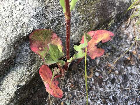 Image of Rumex cordatus Desf.