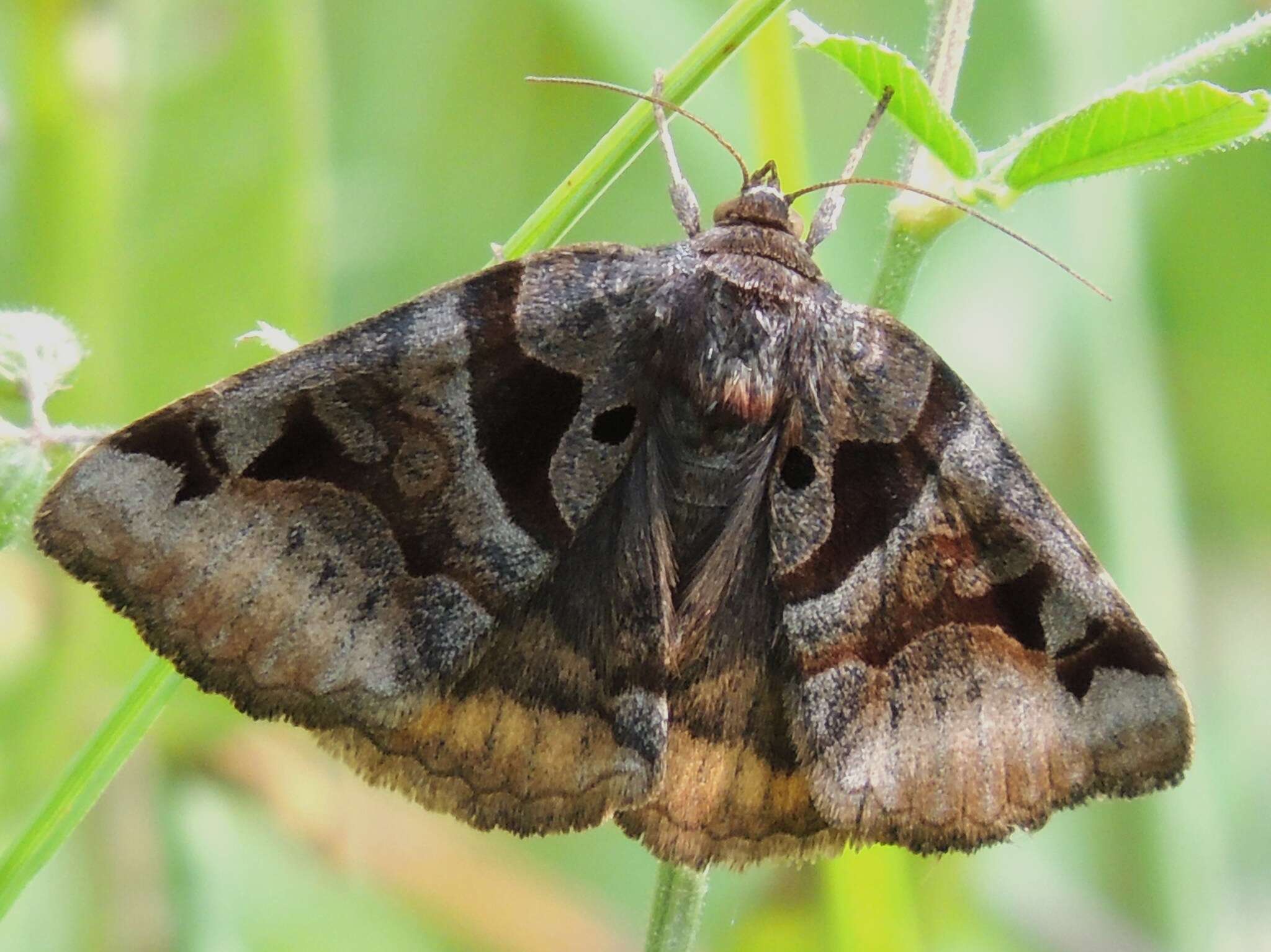 Imagem de Euclidia cuspidea Hübner 1818