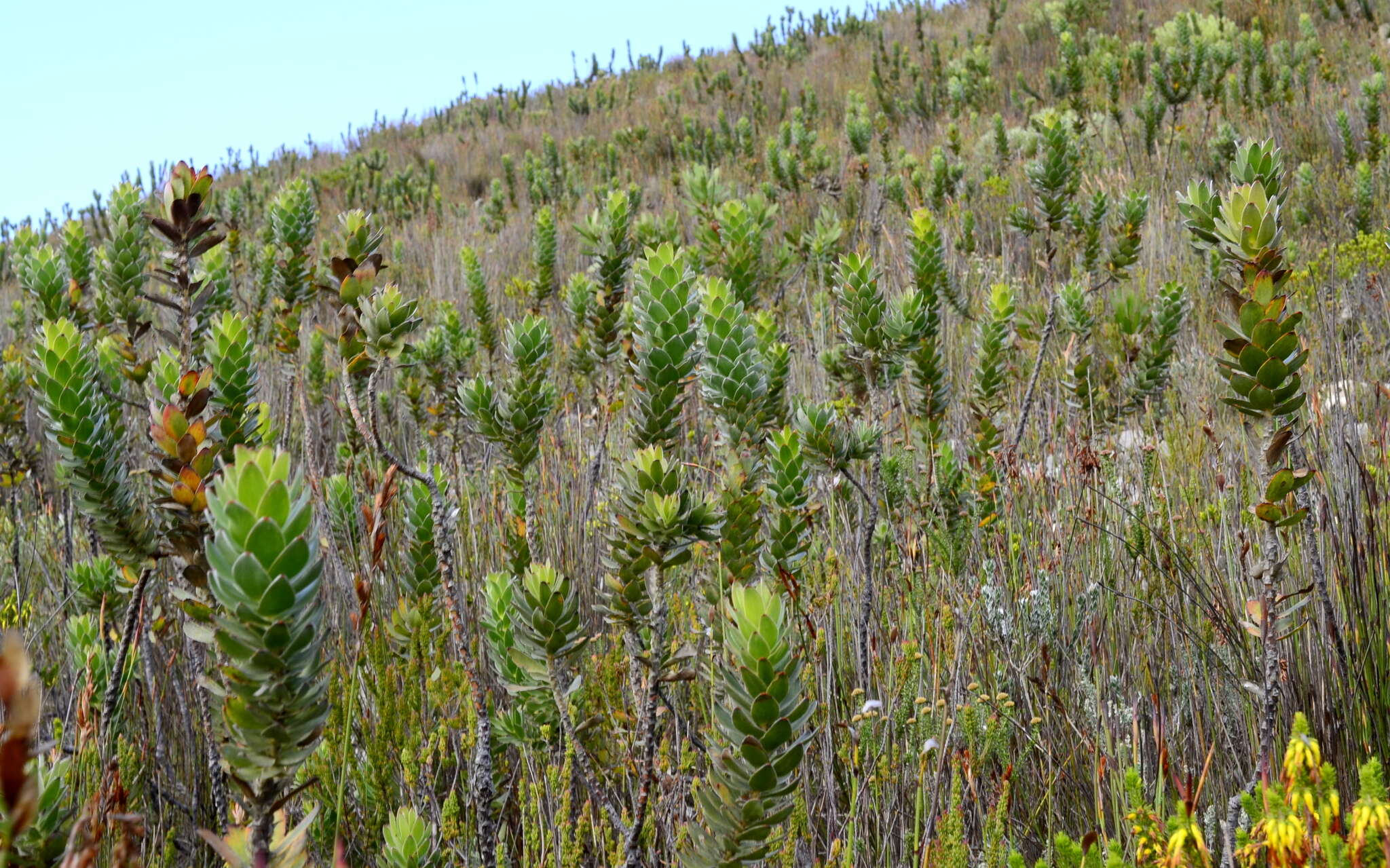 Imagem de Mimetes saxatilis Philips