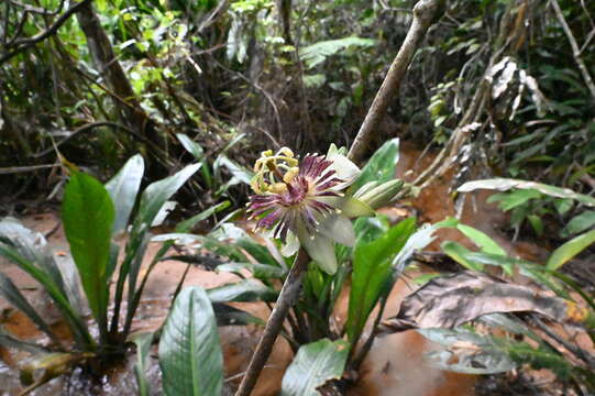 Image of Passiflora jussieui Feuillet