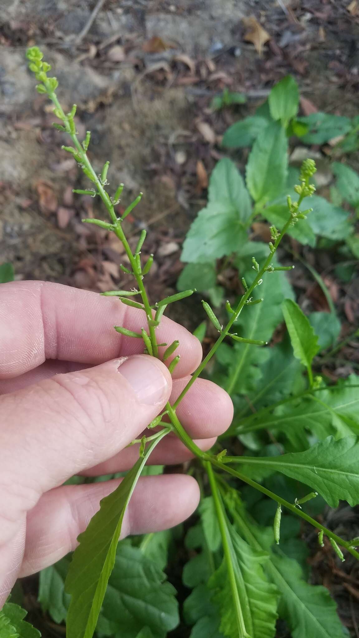 Image of Stalkless Yellowcress