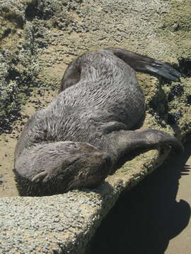 Image of Cape fur seal