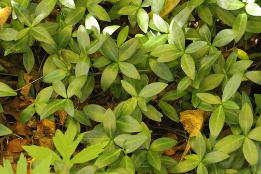 Image of Common Periwinkle