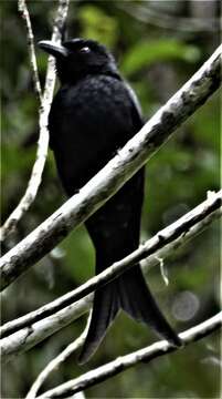 Image of Crested Drongo