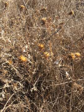 Imagem de Carlina libanotica Boiss.