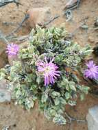 Image of Braunsia apiculata (Kensit) L. Bol.