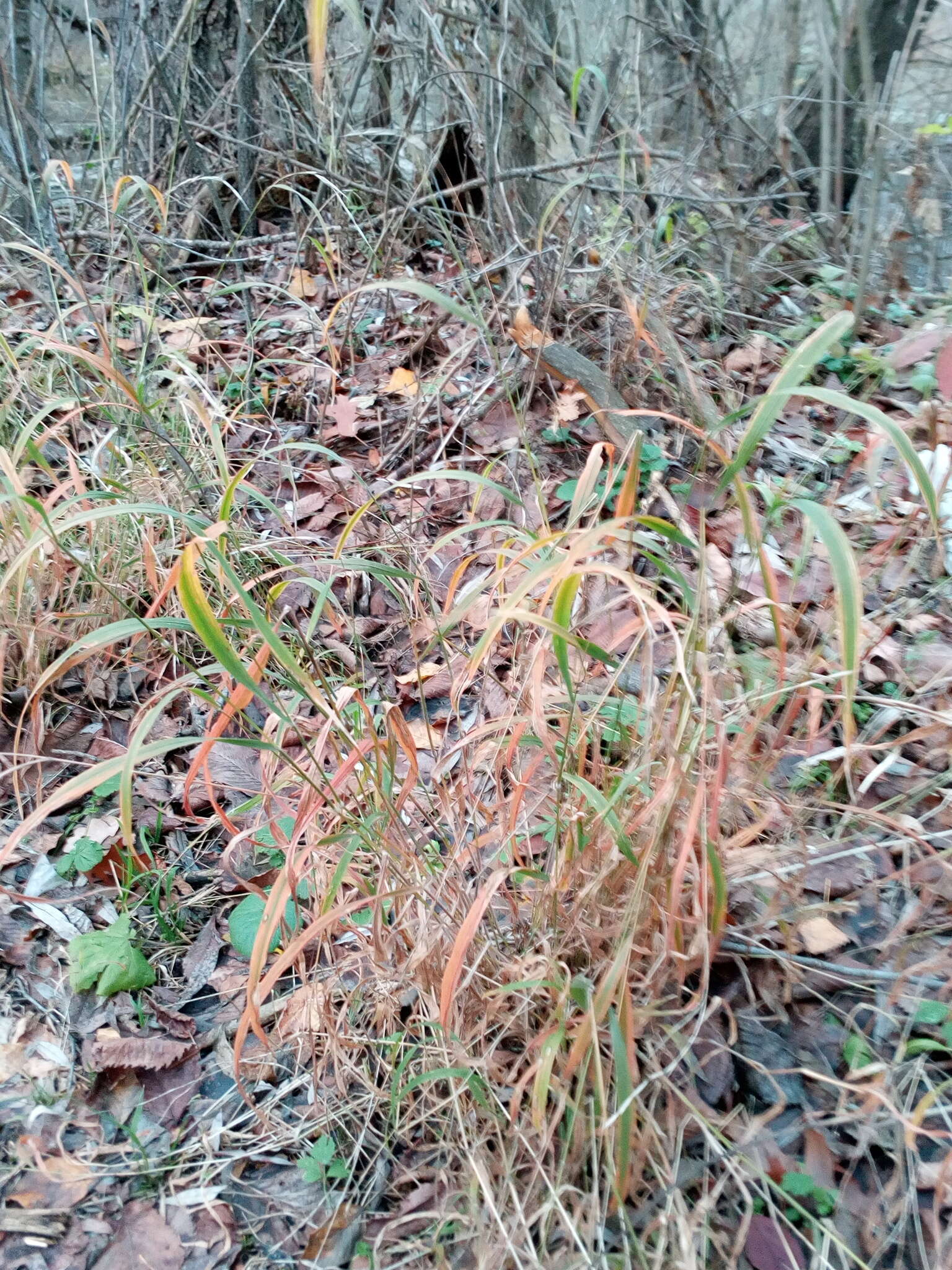 Brachypodium sylvaticum subsp. sylvaticum的圖片