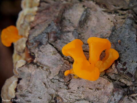 Image of Dacrymyces chrysospermus Berk. & M. A. Curtis 1873