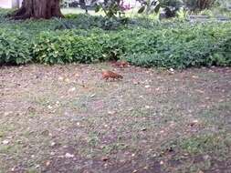 Image of Brazilian Agouti