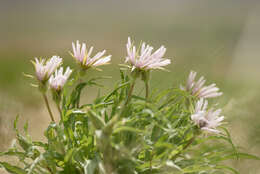 Image de Tragopogon marginifolius Pawl.