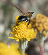 Image of Andrena sola Viereck 1917