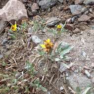 Image of Senecio procumbens Kunth