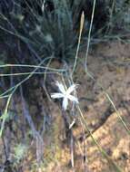 Image of Dianthus bolusii Burtt Davy