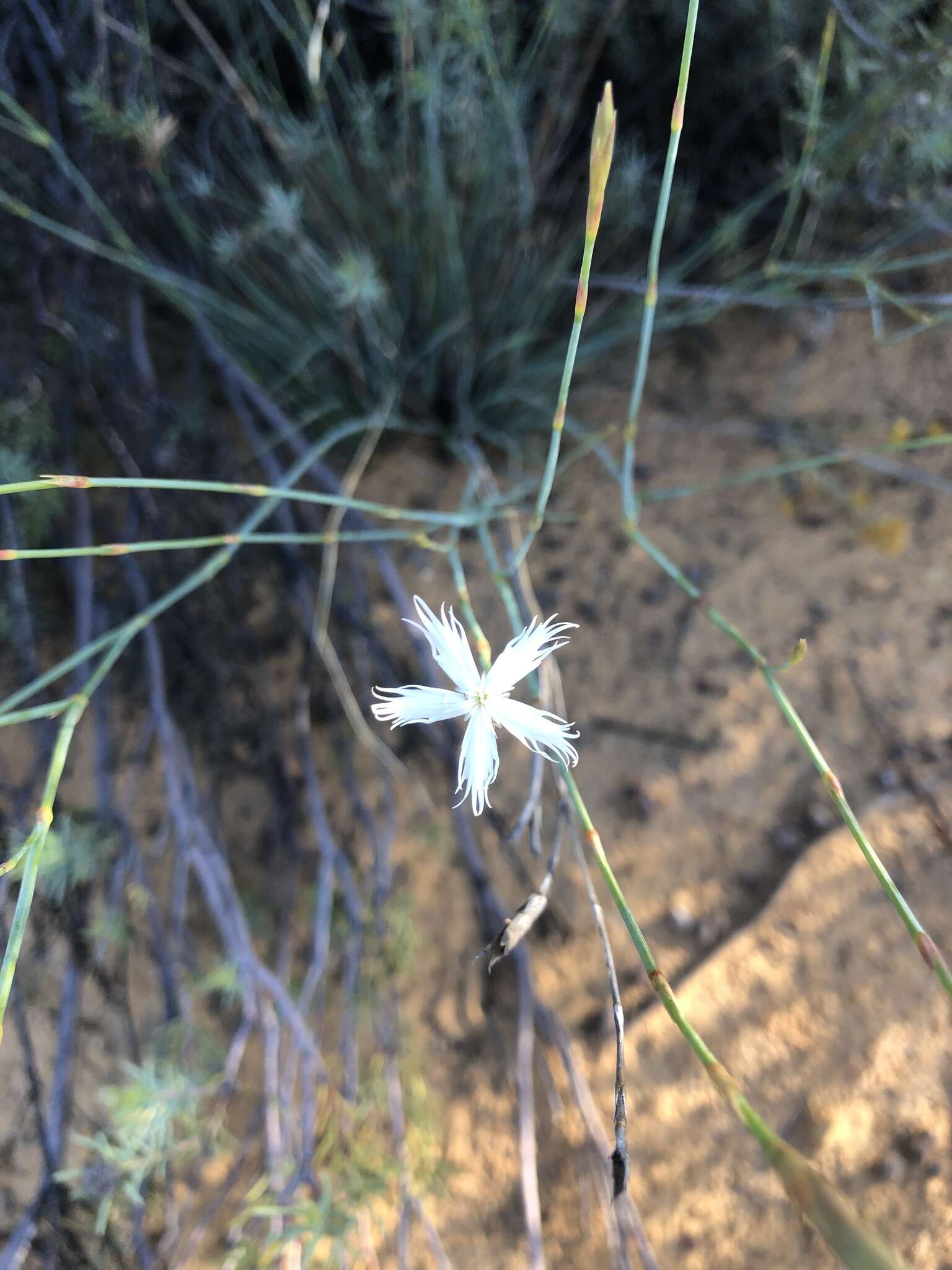 Dianthus bolusii Burtt Davy的圖片