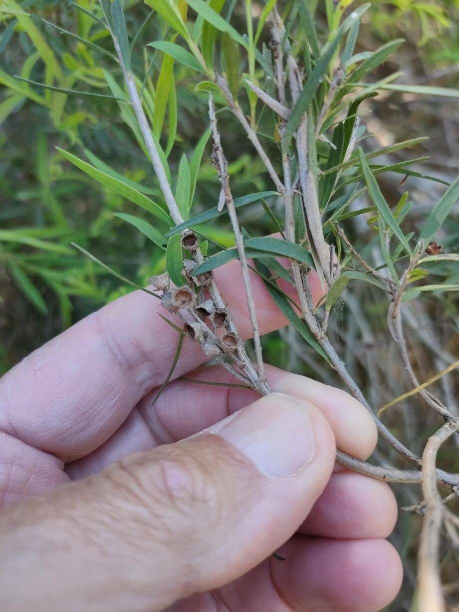 Image de Melaleuca trichostachya Lindl.