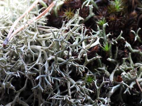 Image of Cladonia uncialis subsp. uncialis (L.) Weber ex F. H. Wigg.