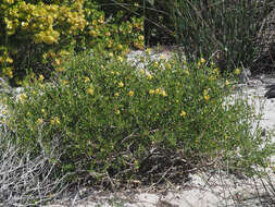 Image of Roepera flexuosa (Eckl. & Zeyh.) Beier & Thulin