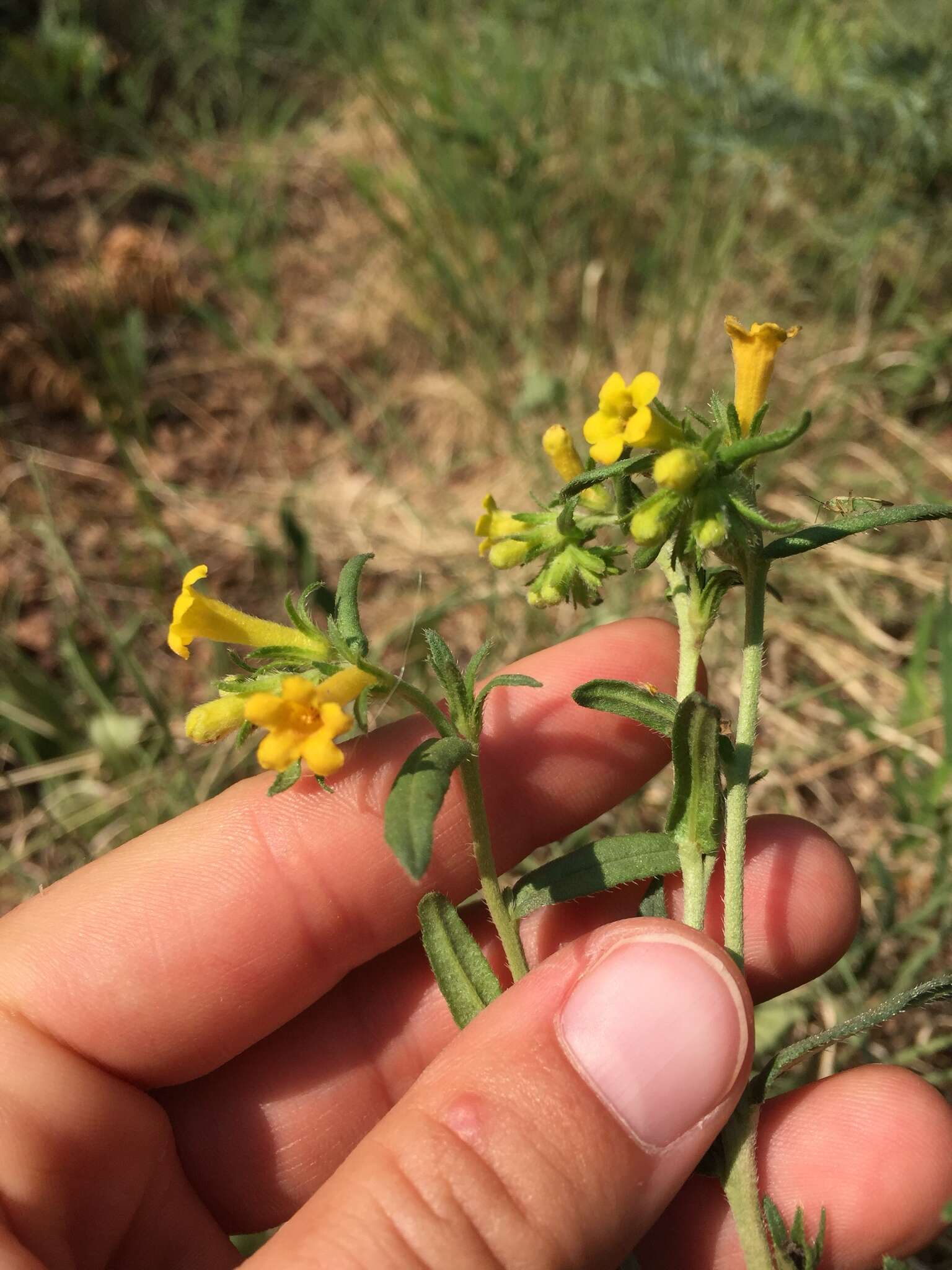 صورة Lithospermum multiflorum S. Wats.