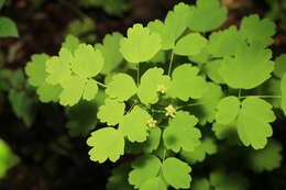 Слика од Thalictrum baicalense Turcz. ex Ledeb.