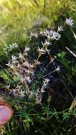 Image of nineanther prairie clover