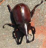 Image of Elephant Beetle