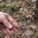 Lonicera caerulea subsp. pallasii (Ledeb.) Browicz resmi