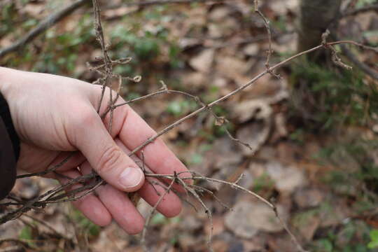 Imagem de Lonicera caerulea subsp. pallasii (Ledeb.) Browicz