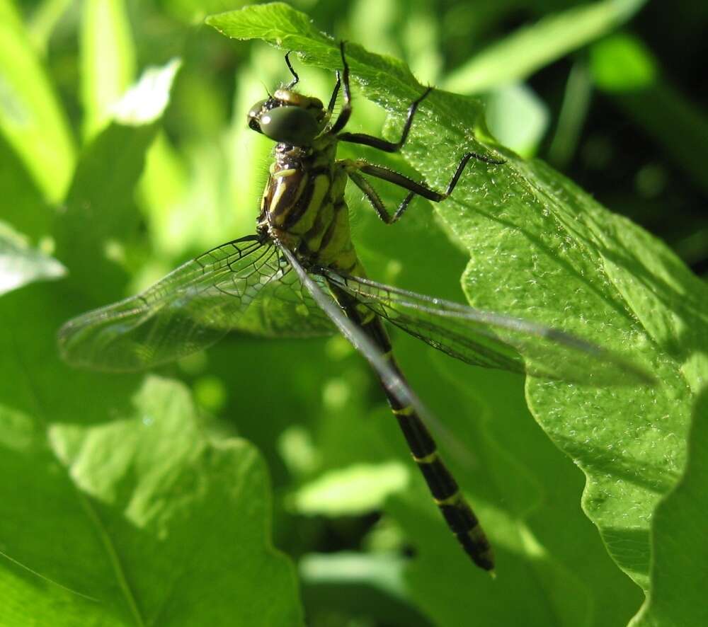 Image of Eastern Least Clubtail