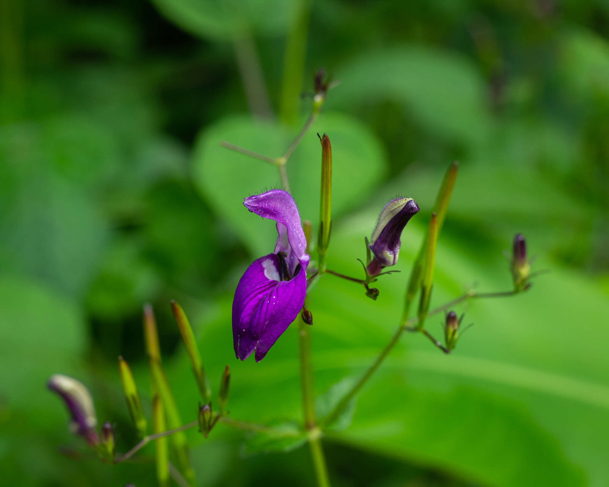 Image of Brillantaisia lamium (Nees) Benth.