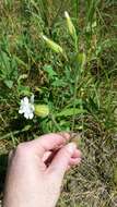 Imagem de Silene latifolia subsp. alba (Miller) Greuter & Burdet