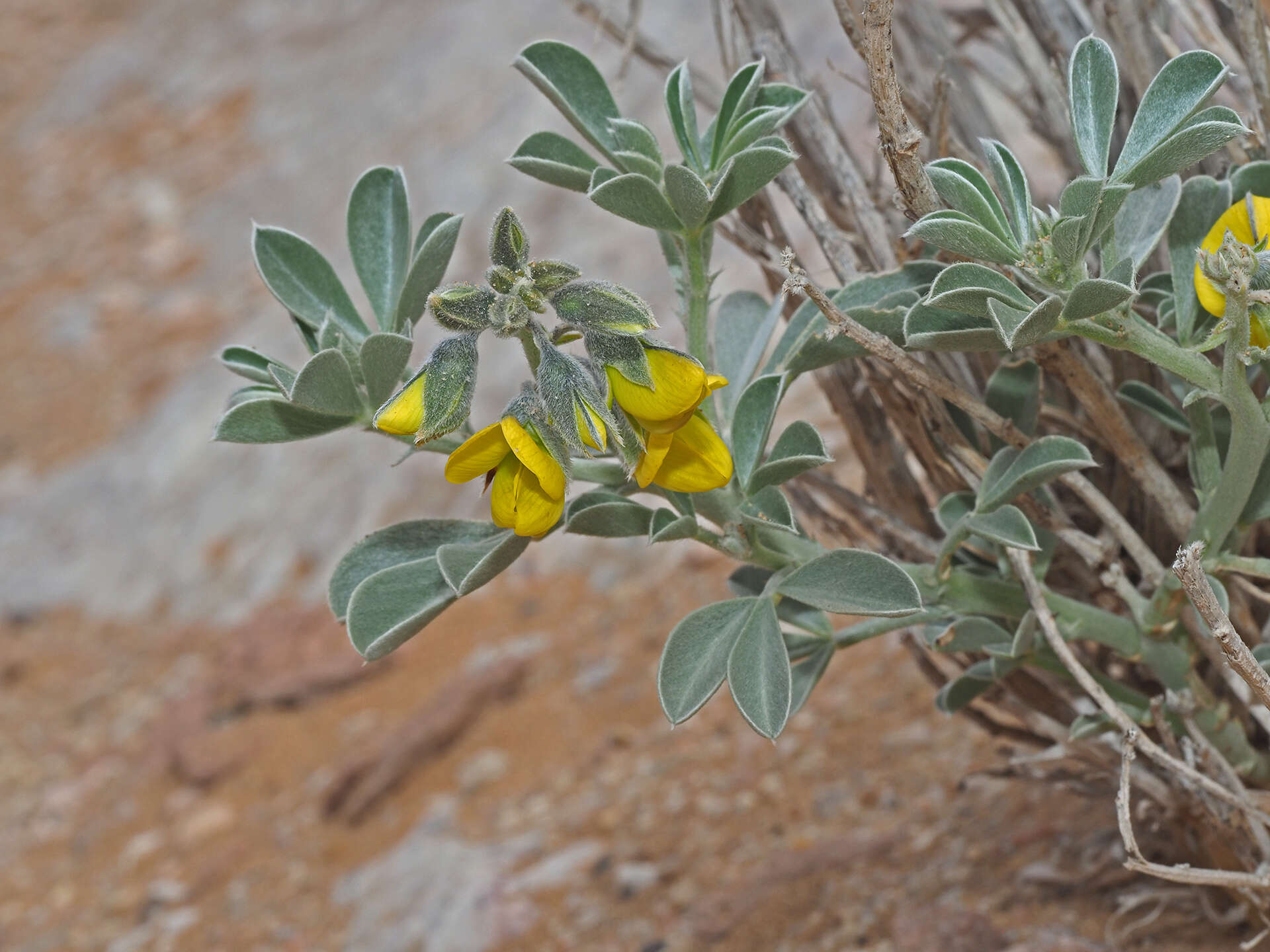 Слика од Crotalaria colorata Schinz