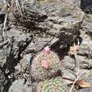 Mammillaria fittkaui subsp. fittkaui的圖片