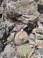 Image of Mammillaria fittkaui Glass & R. A. Foster