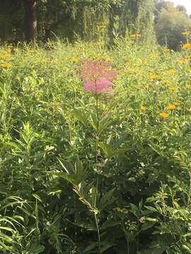 Image of queen of the prairie