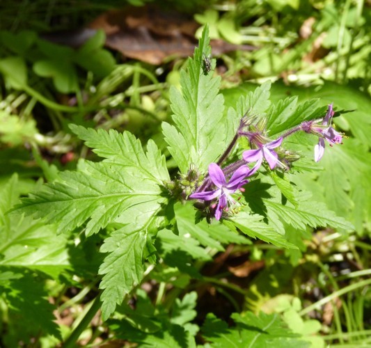 Geranium reuteri (rights holder: Brbol)