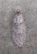 Image of Dull Flatbody Moth