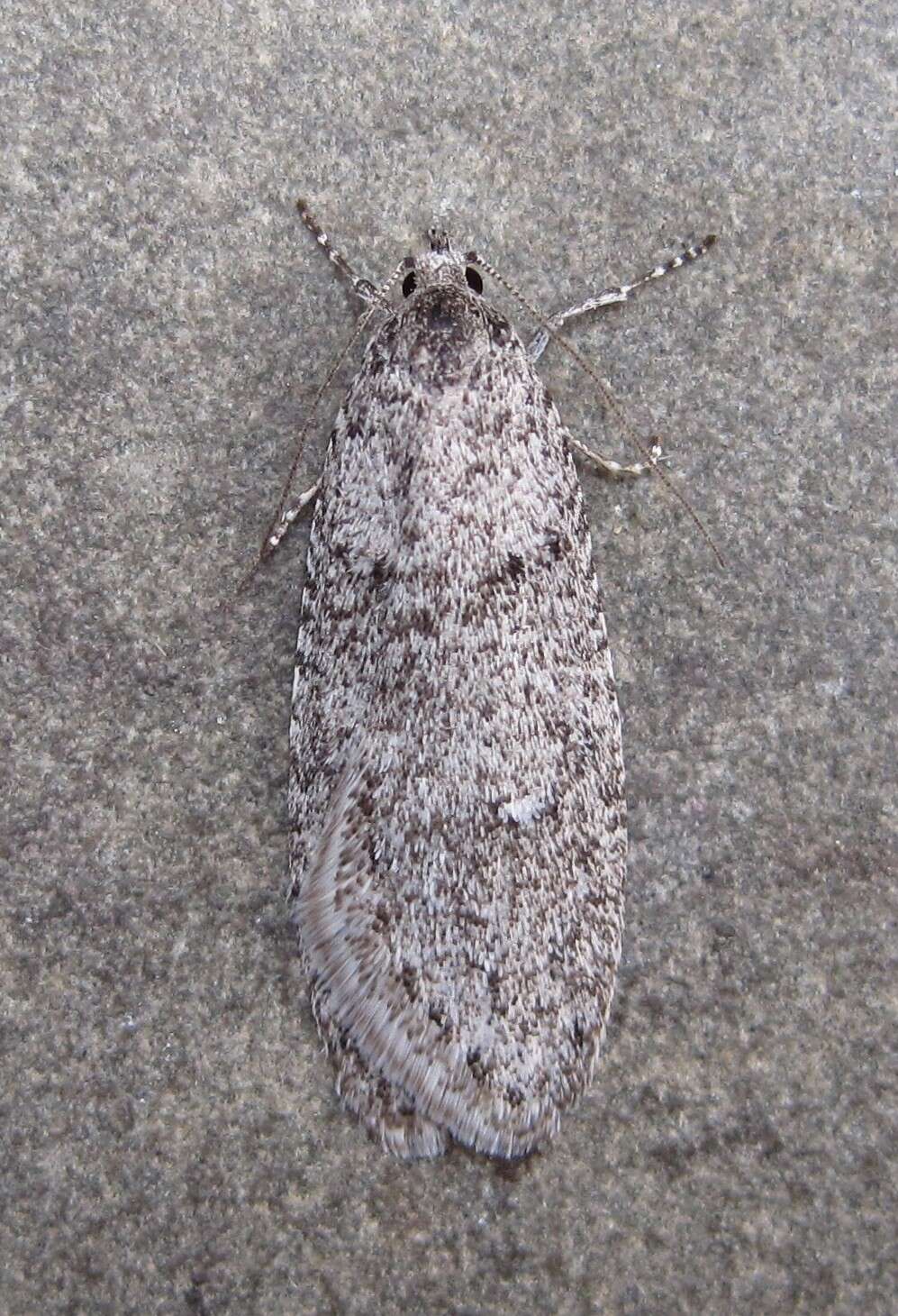 Image of Dull Flatbody Moth