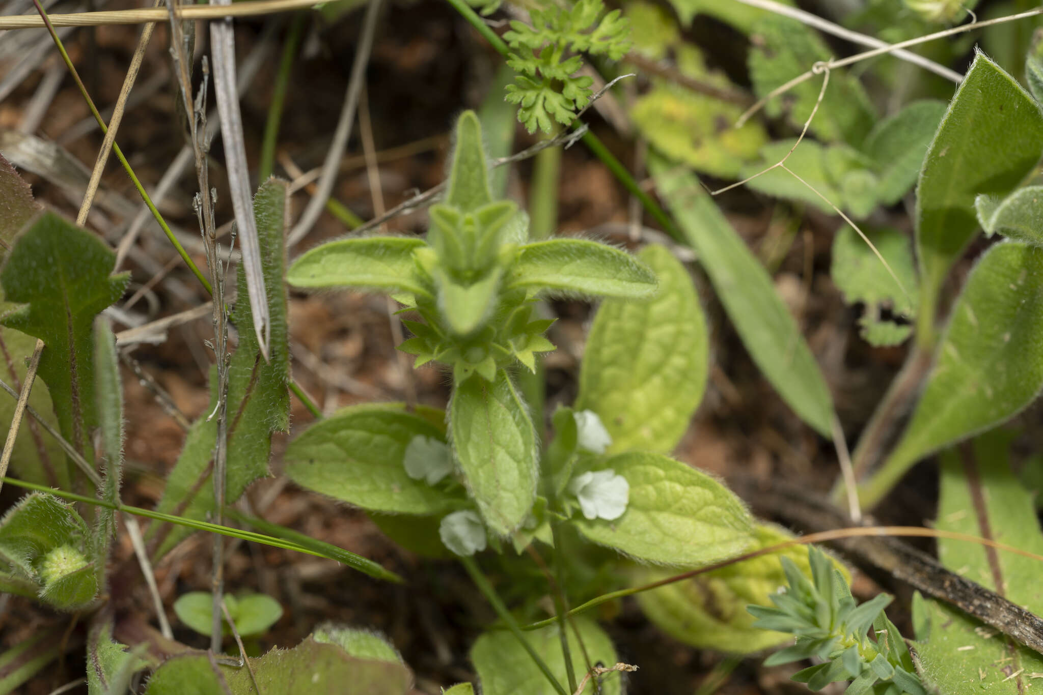 Sivun Sideritis romana subsp. curvidens (Stapf) Holmboe kuva