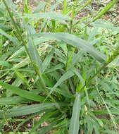 Panicum deustum Thunb.的圖片