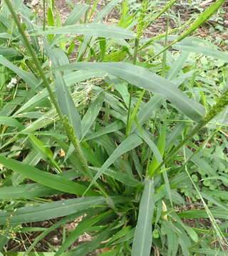 Image of broadleaf panicum