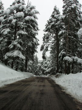 Image of <i>Cedrus libani</i> ssp. <i>atlantica</i>