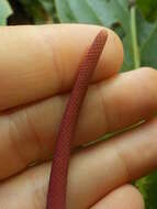 Image of Anthurium bonplandii G. S. Bunting