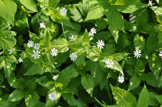 Image of wood stitchwort